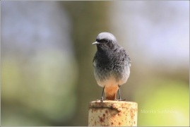 <p>REHEK DOMÁCÍ (Phoenicurus ochruros) /Black redstart - Hausrotschwanz/</p>